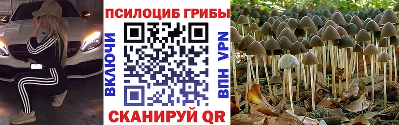 где купить наркоту  Перевоз  Галлюциногенные грибы Psilocybine cubensis 